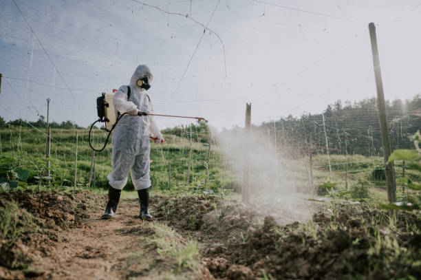 Best Affordable Pest Control Services  in Sweet Home, AR