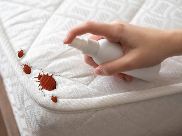 Best Pest Control Near Me in Sweet Home, AR