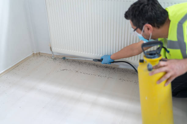 Best Flea Control Services  in Sweet Home, AR